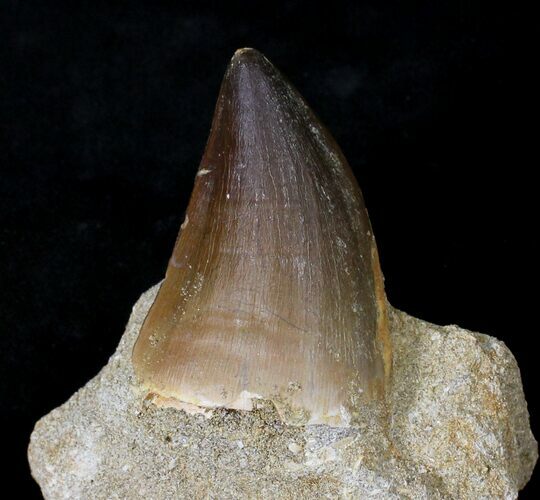 Mosasaur (Prognathodon) Tooth In Matrix #24352